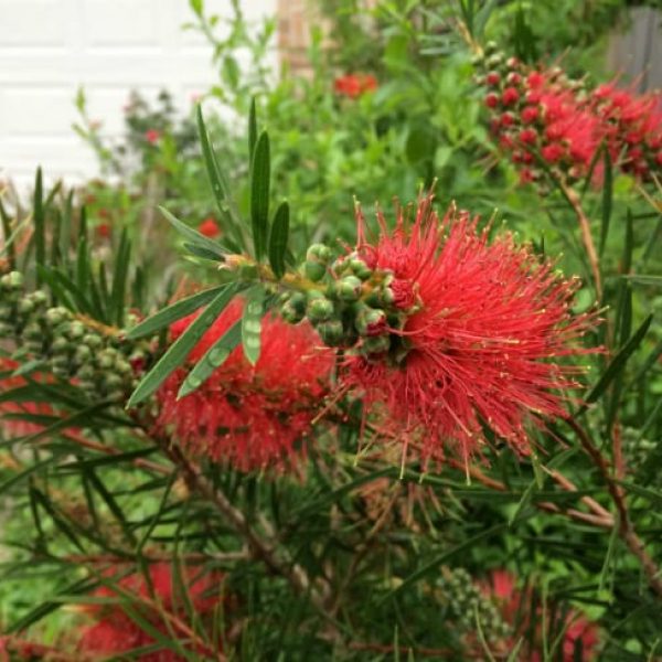 1488986793Bottlebrush-tree-Callistemon-linearis-detail-flowering-April.jpg