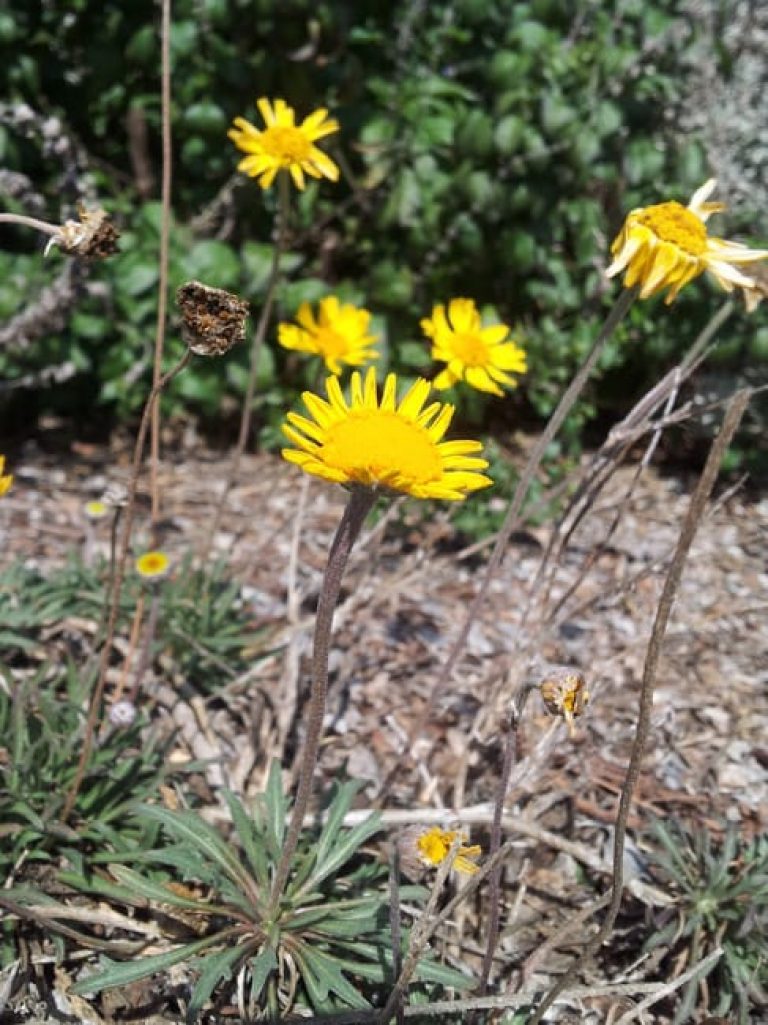1488986812four-nerve-daisy-tetraneuris-scaposa-detail.jpg