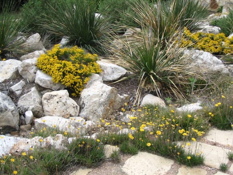 1488986822Damianita-Four-Nerve-Daisy-in-Rock-Garden.jpg