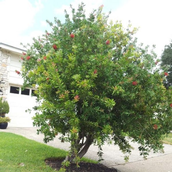 1488986847Bottlebrush-Callistemon-citrinus-form-Hollyhill-9-2014.jpg