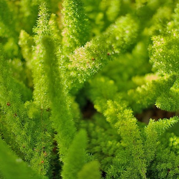 1488987072asparagus-fern-foxtail-asparagus-densiflorus-meyersii-detail.jpg