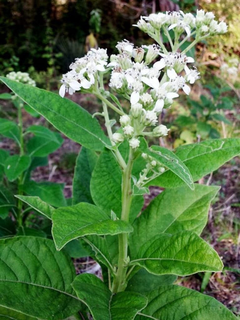 1488988073Frostweed-Verbesina-virginica-detail.jpg