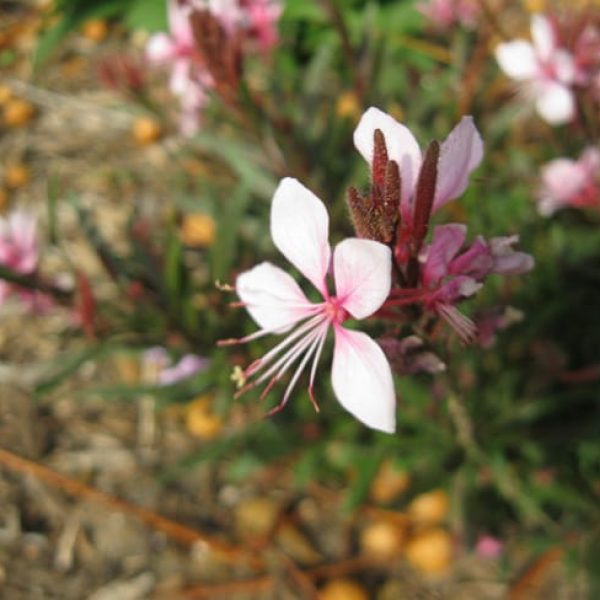 1488988377guara-lindheimeri-detail-flower.jpg