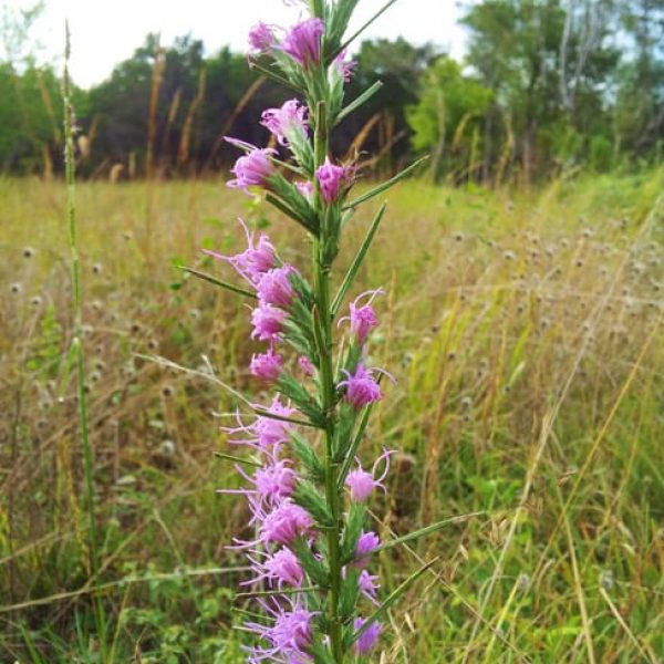 1488988527Gayfeather-Liatris-mucronata-flower-detail.jpg