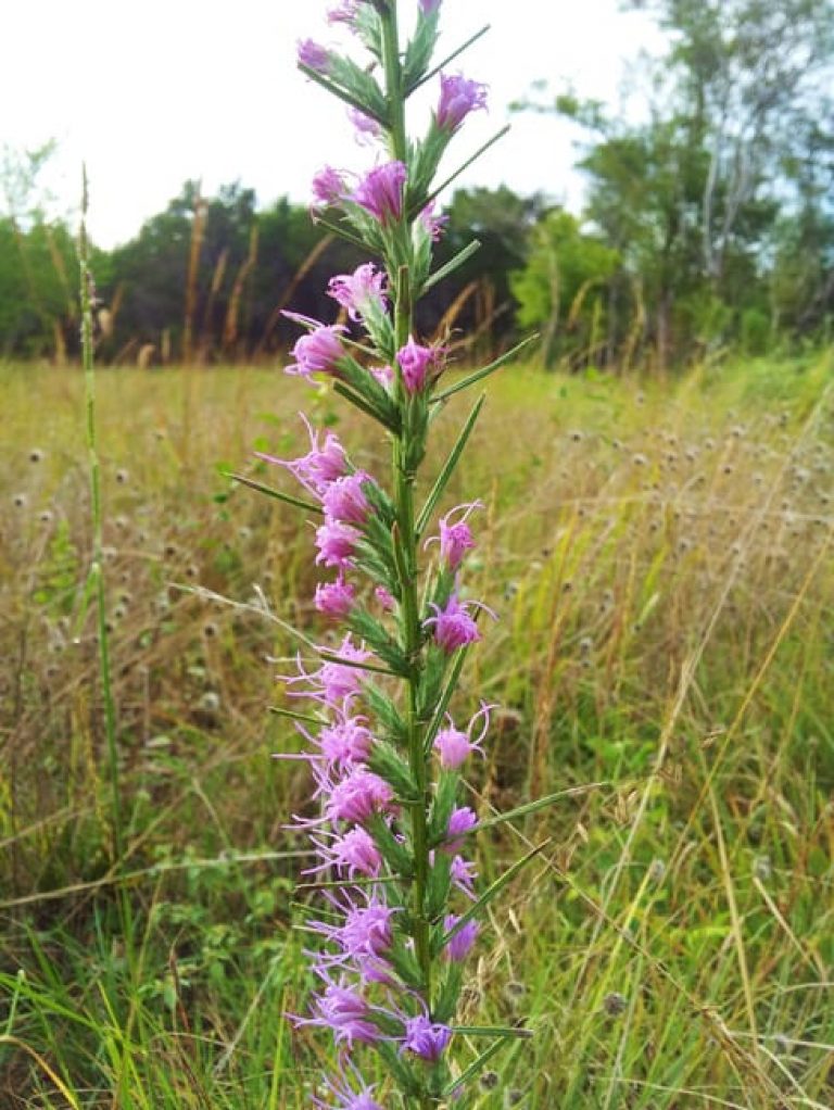 1488988527Gayfeather-Liatris-mucronata-flower-detail.jpg