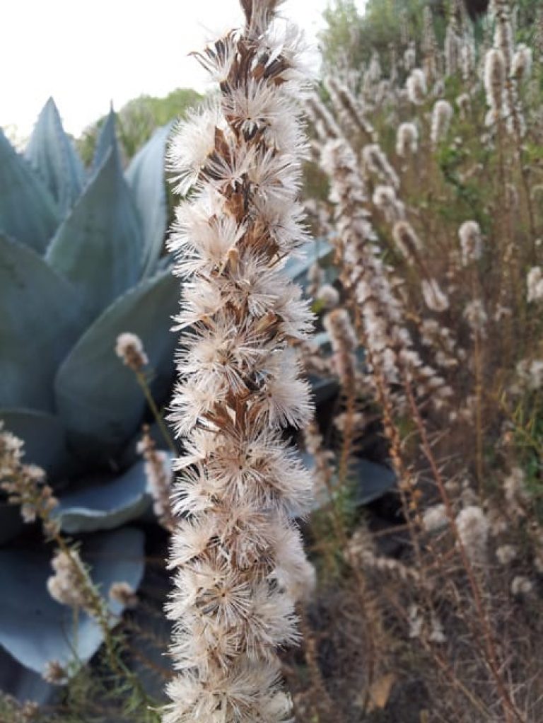 1488988530gayfeather-liatris-mucronata-detail-seed.jpg