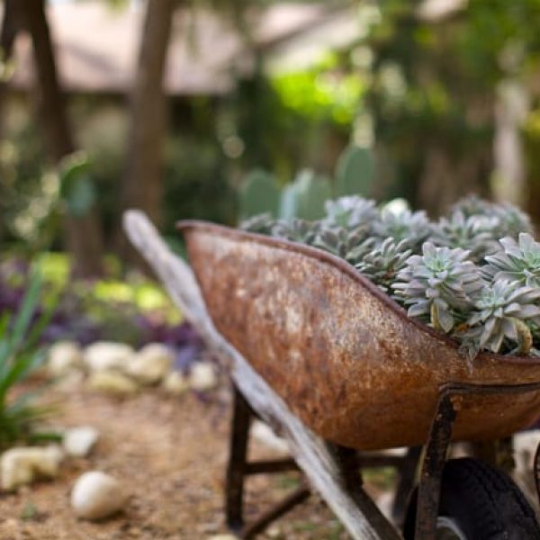 1488988728Ghost-plant-Graptopetalum-paraguayense-form-wheelbarrow.jpg