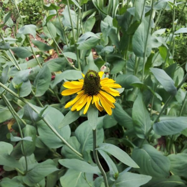 1488988912Giant-Coneflower-Rudbeckia-maxima-detail-flower-5-2014-SA-Botanical.jpg