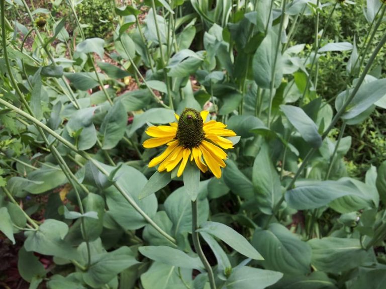 1488988912Giant-Coneflower-Rudbeckia-maxima-detail-flower-5-2014-SA-Botanical.jpg