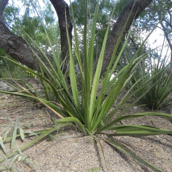 1488989115Giant-Hesperaloe-Hesperaloe-funifera-form-sabg-8-2014.jpg