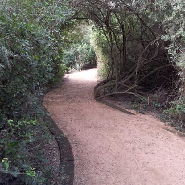 1488989134Hackberry-Spiny-Celtis-pallida-walkway-brush-sculpture.jpg