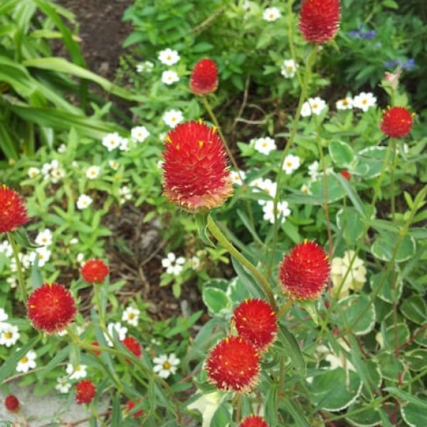 1488989275Globe-Amaranth-Gomphrena-haageana-detail.jpg