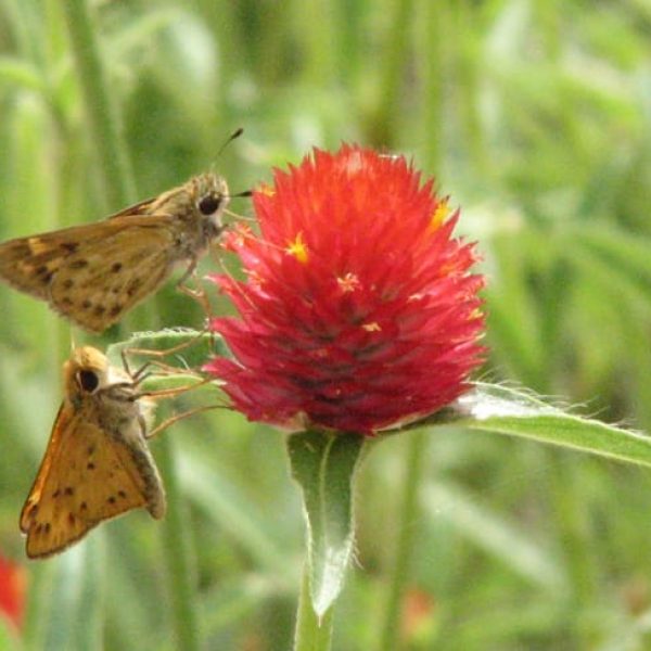 1488989290globeflower-gomphrena-haageana-detail-butterfly.jpg