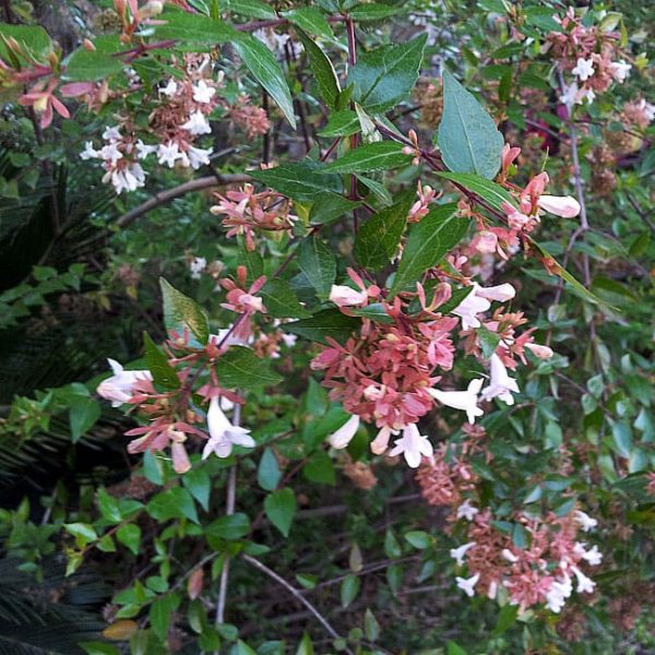 1488989416Abelia-Glossy-Abelia-x-grandiflora-detail.jpg