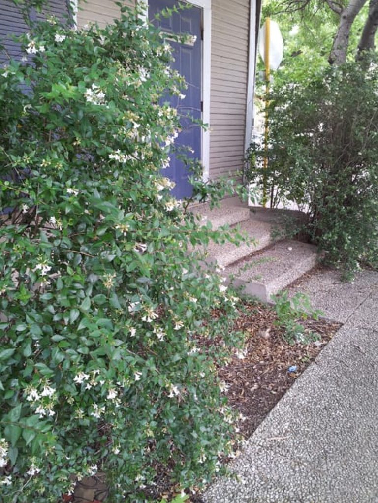 1488989419Glossy-abelia-Abelia-grandiflora-form-dooryard-Monte-Vista.jpg