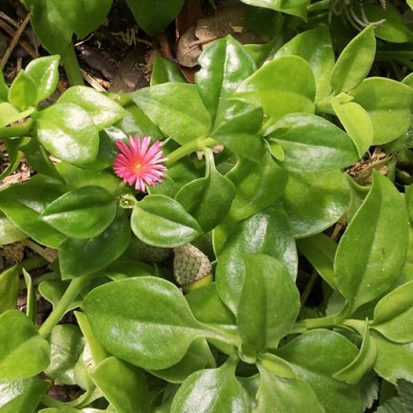 1488989563ice-plant-aptenia-cordifolia-20121001-detail.jpg