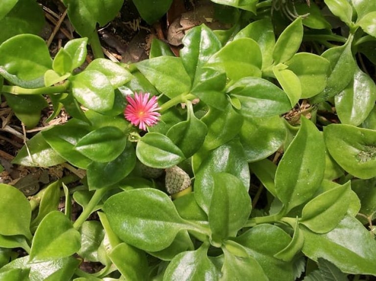 1488989563ice-plant-aptenia-cordifolia-20121001-detail.jpg