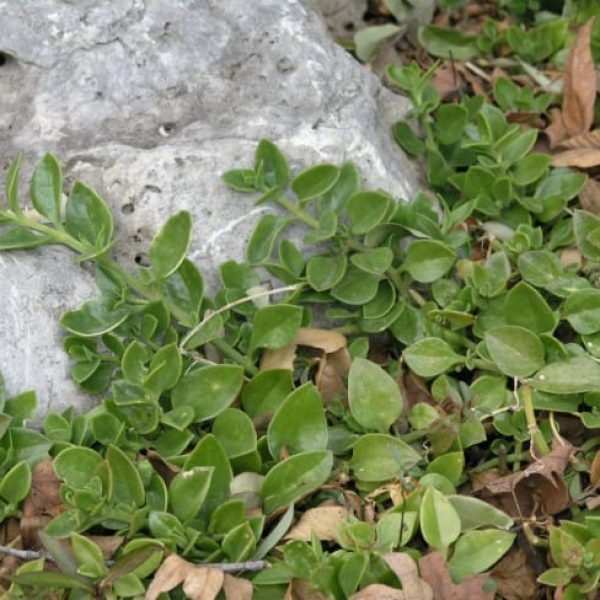 1488989570Ice-Plant-Aptenia-cordifolia-form.jpg