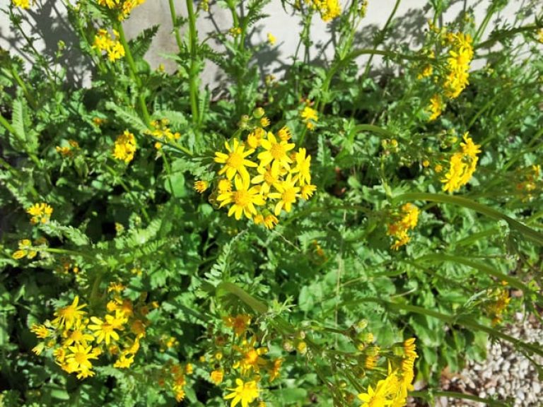 1488989576Golden-Groundsel-Packera-obovata-detail-flowering.jpg