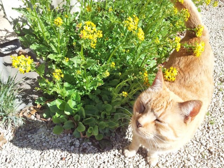 1488989581Golden-Groundsel-Packera-obovata-form-with-cat.jpg