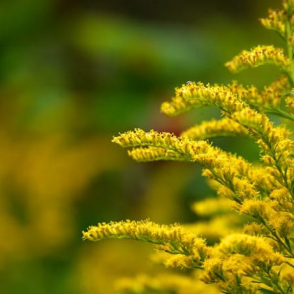 1488989848goldenrod-solidago-detail.jpg