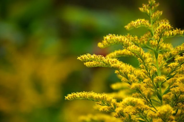 1488989848goldenrod-solidago-detail.jpg
