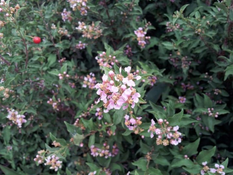 1488990650Barbados-cherry-Malpighia-glabra-detail-8-2014.jpg