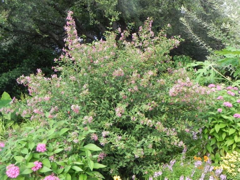 1488990659Barbados-cherry-Malpighia-glabra-form-SABG-OFG-autumn.jpg