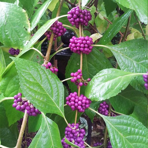 1488990778beautyberry-american-callicarpa-americana-detail.jpg