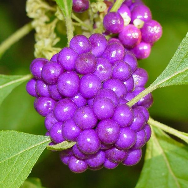 1488990781Beautyberry-american-Callicarpa-americana-detail2.jpg