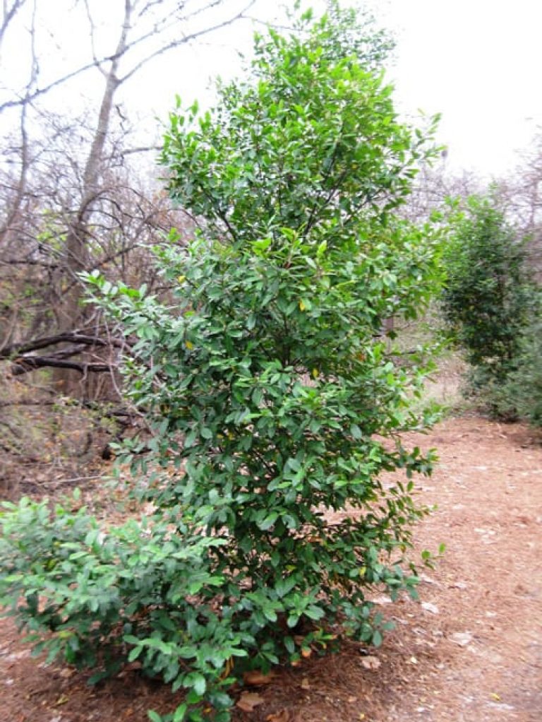 1488991417CHERRY-LAUREL-prunus-caroliniana-form.jpg
