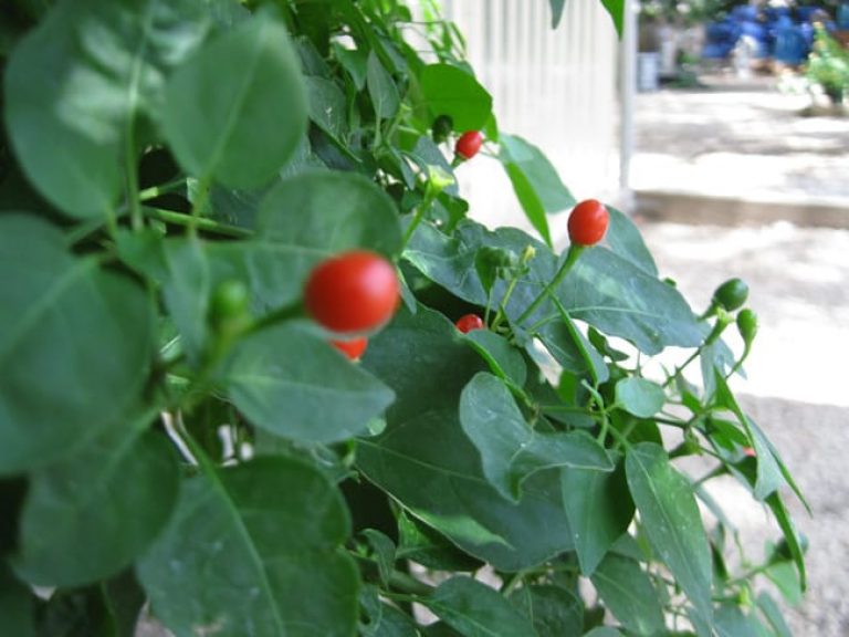 1488991533chile-capsicum-annuum-detail1.jpg