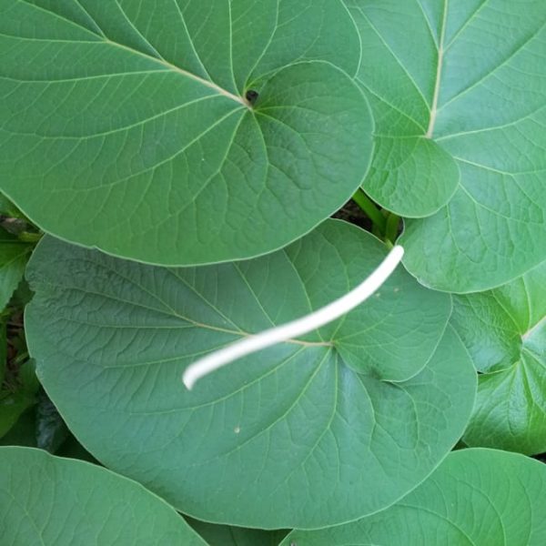 1488991647hoja-santa-piper-auritum-detail.jpg