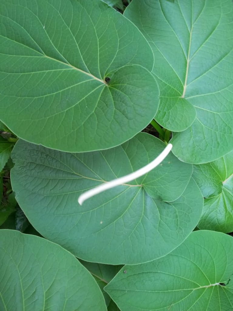 1488991647hoja-santa-piper-auritum-detail.jpg