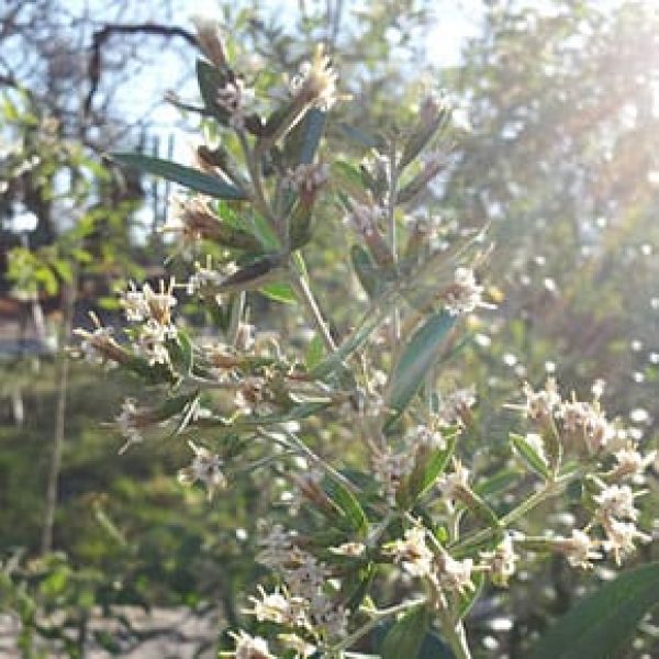 1488991688Chomonque-Gochnatia-hypoleuca-detail-january-evergreen-290x290.jpg