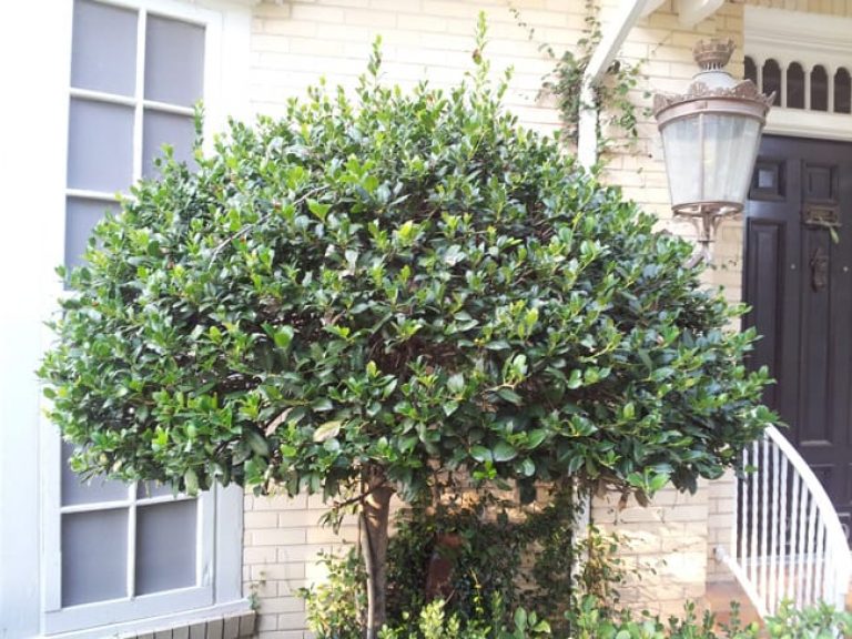 1488991882Holly-Burford-Ilex-cornuta-form.jpg