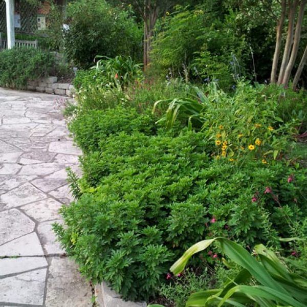 1488992005Chrysanthemum-Chrysanthemum-x-rubellum-form-groundcover.jpg