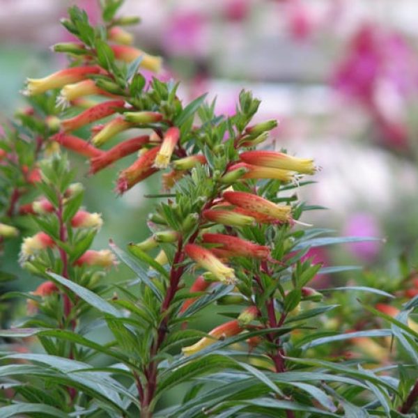 1488992378cigar-plant-cuphea-sp-detail.jpg