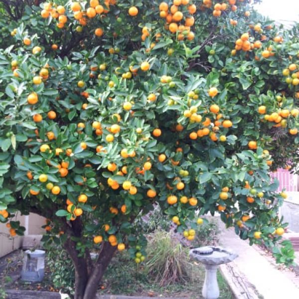 1488992690Calamondin-Citris-mitis-form2.jpg