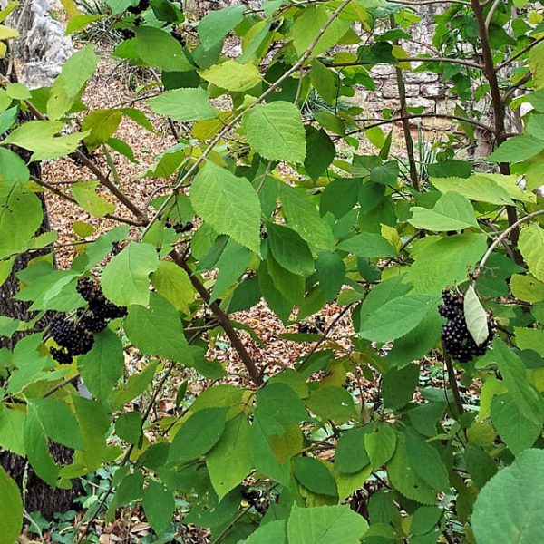 1488994051beautyberry-black-callicarpa-acuminata-20131220-form.jpg