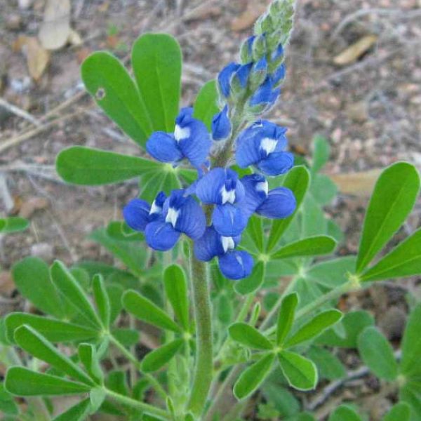 1488996405Bluebonnet-Lupinus-texensis-detail3.jpg