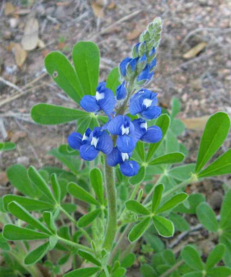 1488996405Bluebonnet-Lupinus-texensis-detail3.jpg