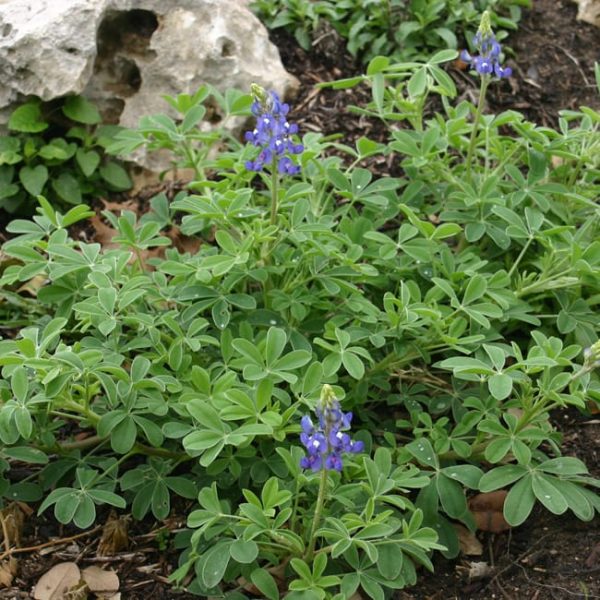 1488996442Bluebonnet-Lupinus-texensis-form.jpg