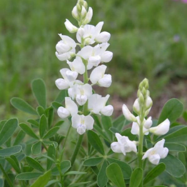 1488996467Bluebonnet-Lupinus-texensis-white-detail.jpg