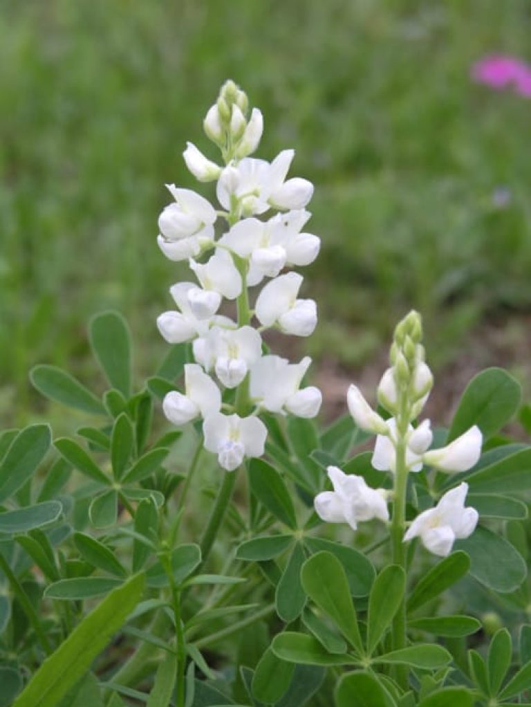 1488996467Bluebonnet-Lupinus-texensis-white-detail.jpg