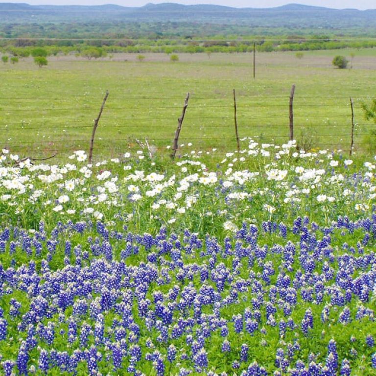 1488996477Bluebonnets-Lupinus-texensis-landscape-with-Prickly-Poppy.jpg