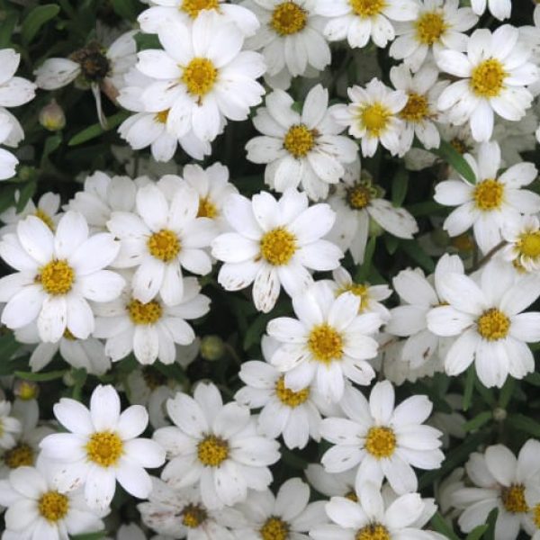 1488996744Blackfoot-Daisy-Melampodium-leucanthum-bloom-detail.jpg
