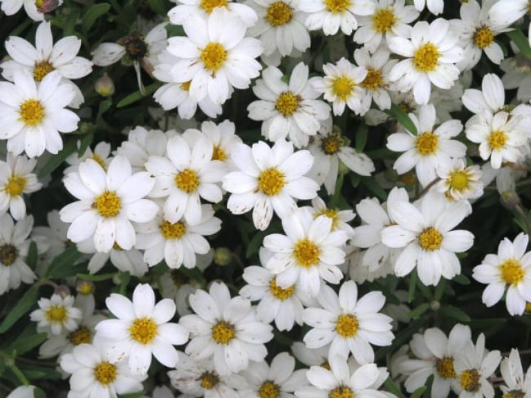 1488996744Blackfoot-Daisy-Melampodium-leucanthum-bloom-detail.jpg