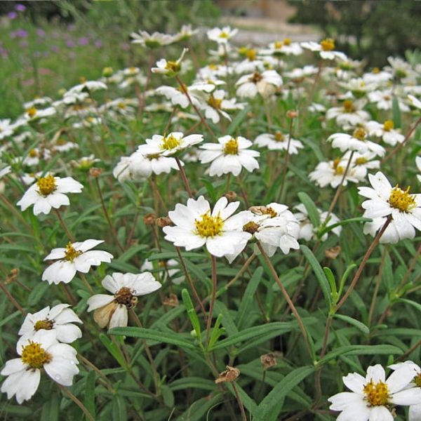 1488996747Blackfoot-Daisy-Melampodium-leucanthum-detail.jpg