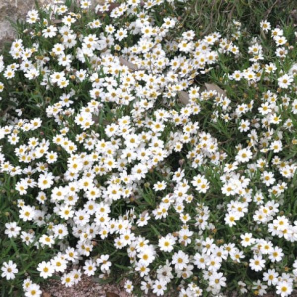 1488996770Blackfoot-Daisy-Melampodium-leucanthum-form2.jpg